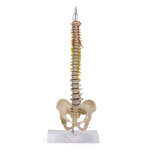 Coluna Vertebral Flexível-AN0016