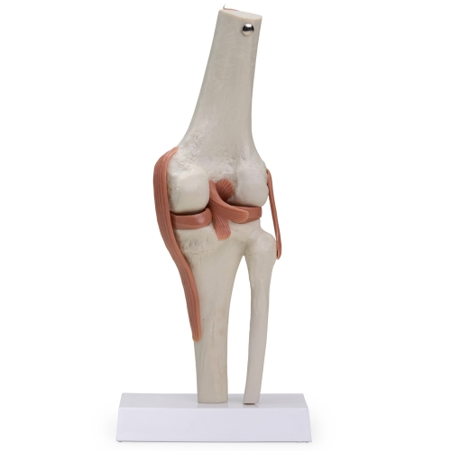 Articulação do Joelho-AN0017