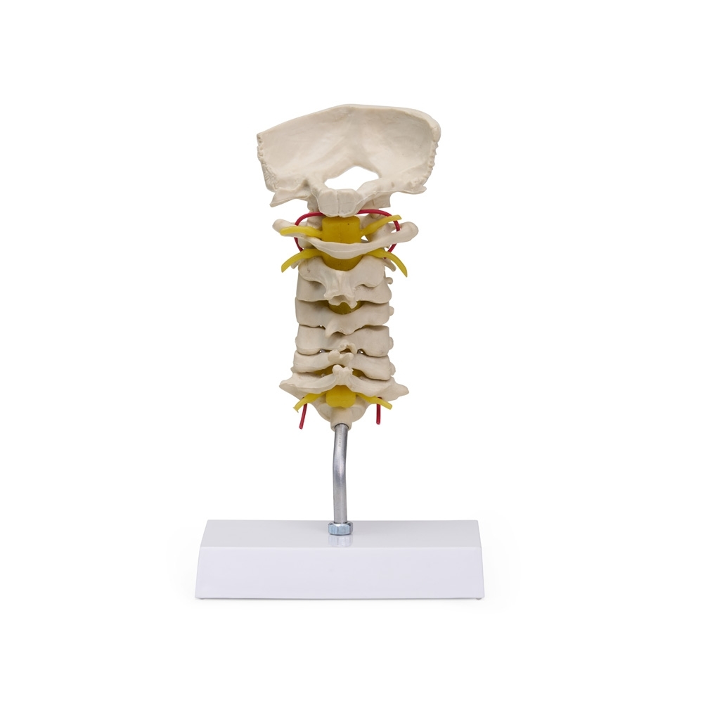 Coluna Vertebral Cervical-AN0003