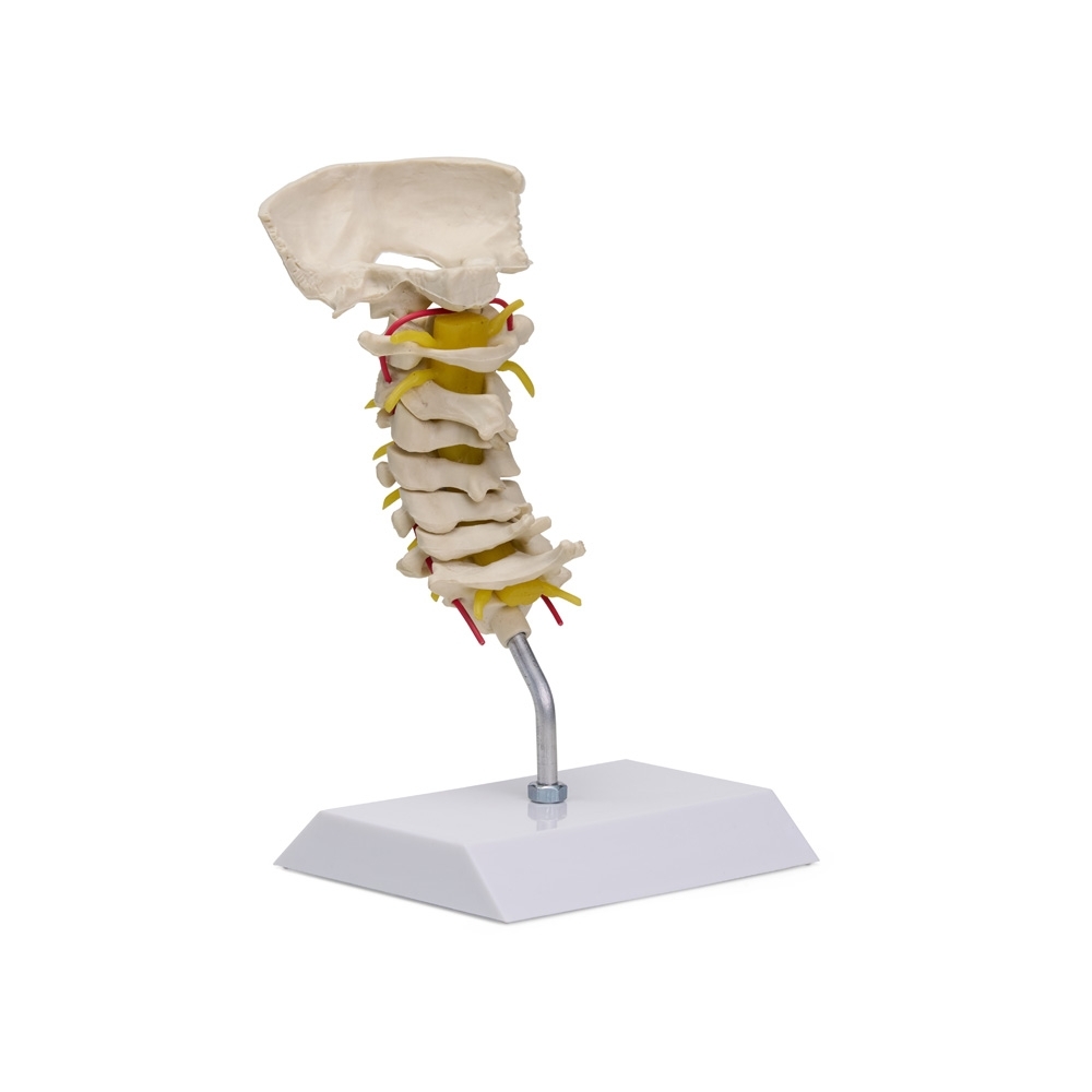 Coluna Vertebral Cervical