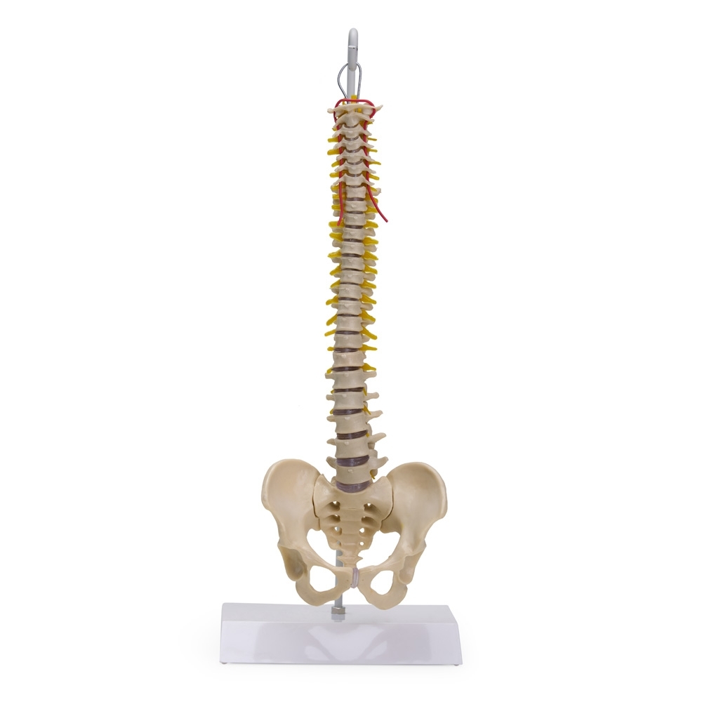 Coluna Vertebral Flexível-AN0016