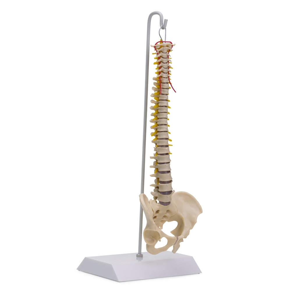 Coluna Vertebral Flexível