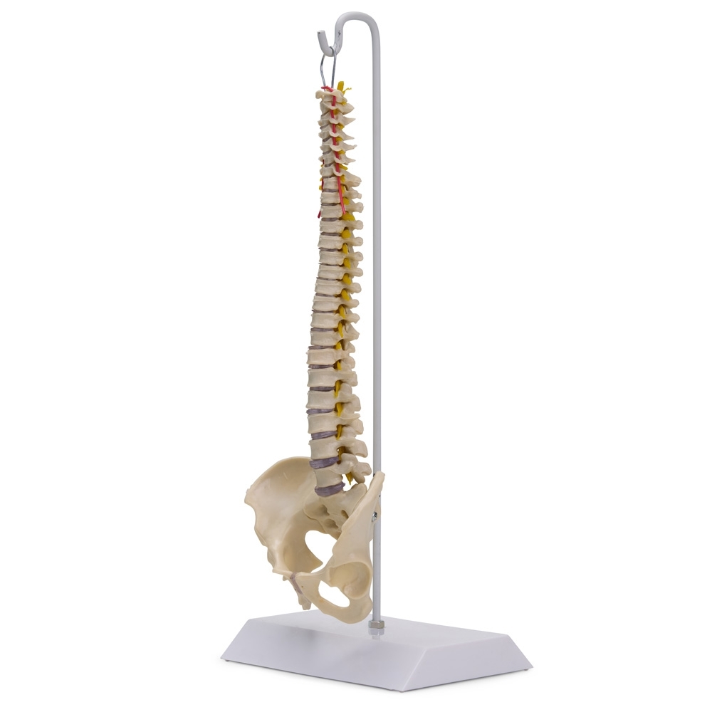 Coluna Vertebral Flexível