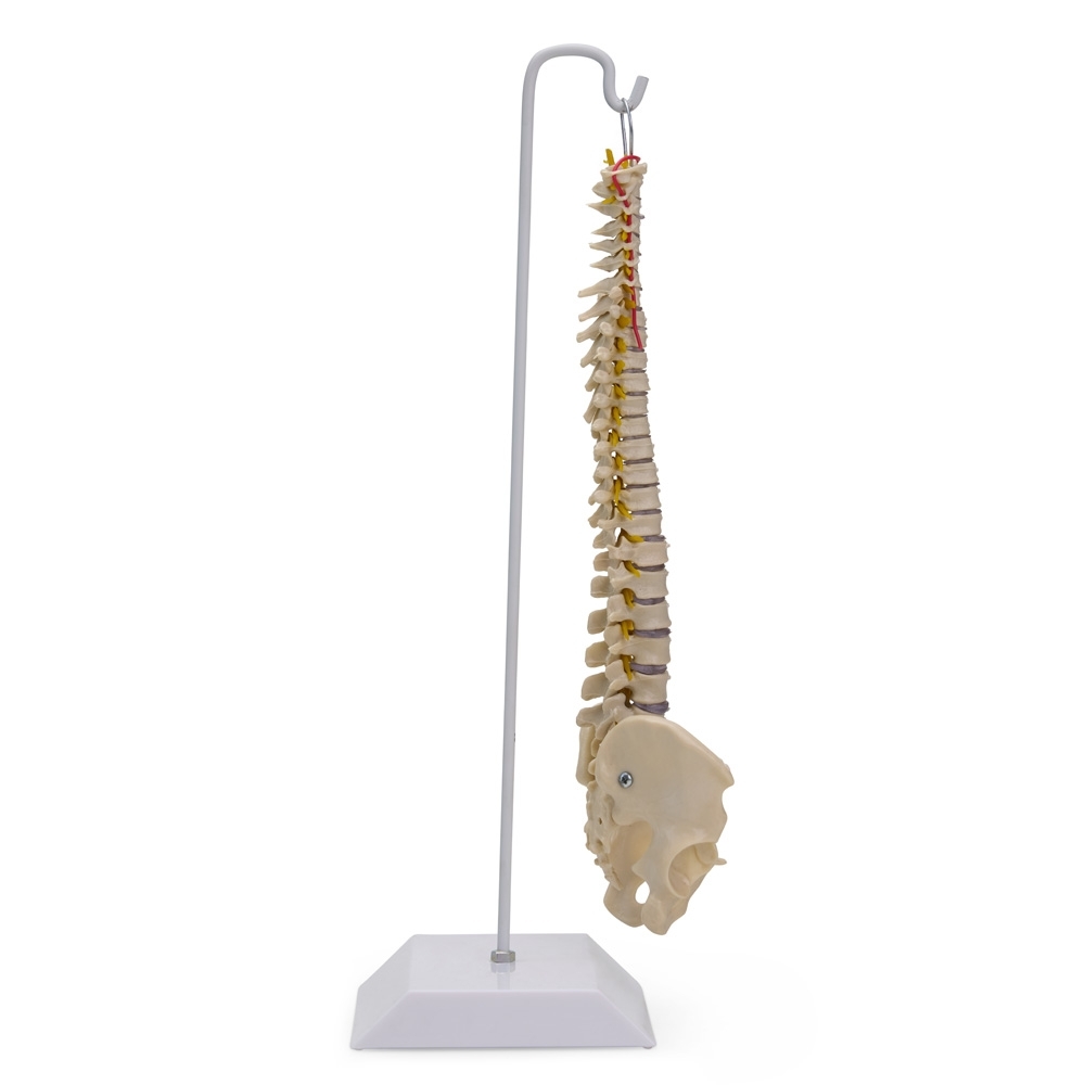 Coluna Vertebral Flexível